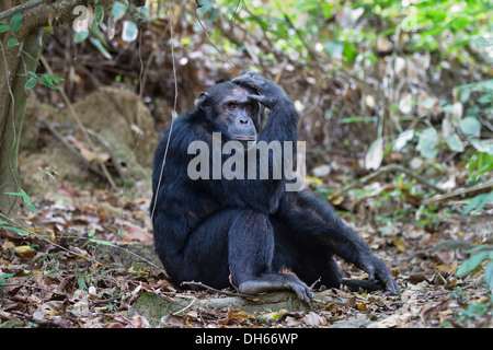 Schimpanse (Pan Troglodytes), Männlich, nachdenklich, Mahale Mountains Nationalpark, Ostafrika, Tansania Stockfoto