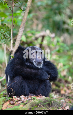 Schimpanse (Pan Troglodytes), Alter Mann, Mahale Mountains Nationalpark, Ostafrika, Tansania Stockfoto