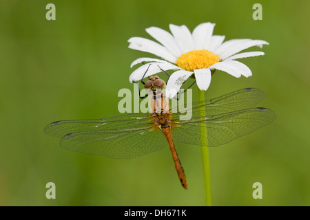 Vagrant Darter (Sympetrum Vulgatum), auf einer Daisy Blume, Landkreis Vulkaneifel, Rheinland-Pfalz Stockfoto