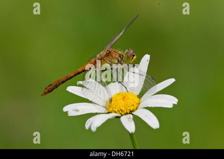 Vagrant Darter (Sympetrum Vulgatum), auf einer Daisy Blume, Landkreis Vulkaneifel, Rheinland-Pfalz Stockfoto