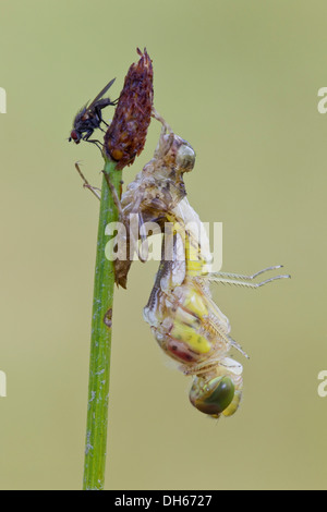 Vagrant Darter (Sympetrum Vulgatum), weibliche Schraffur, Region Vulkaneifel, Rheinland-Pfalz Stockfoto