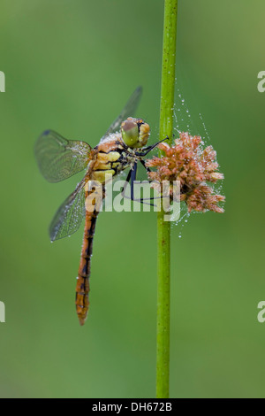 Vagrant Darter (Sympetrum Vulgatum), Weiblich, Landkreis Vulkaneifel, Rheinland-Pfalz Stockfoto