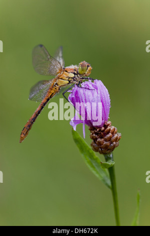 Vagrant Darter (Sympetrum Vulgatum), auf einer Blume, Landkreis Vulkaneifel, Rheinland-Pfalz Stockfoto