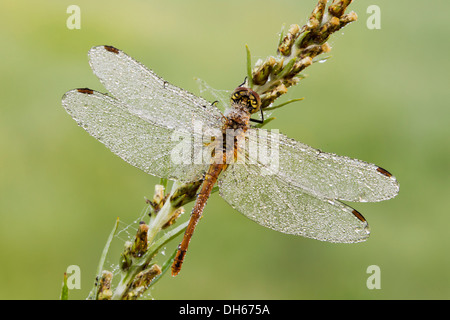 Vagrant Darter Libelle (Sympetrum Vulgatum), Männlich, Landkreis Vulkaneifel, Rheinland-Pfalz Stockfoto