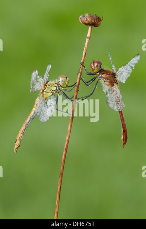 Vagrant Darter Libelle (Sympetrum Vulgatum), weibliche und eine männliche Ruddy Darter-Libelle (Sympetrum Sanguineum), Stockfoto