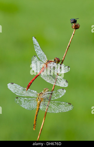 Vagrant Darter Libelle (Sympetrum Vulgatum), Weiblich, Ruddy Darter Libelle (Sympetrum Sanguineum), Männlich Stockfoto