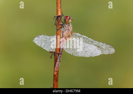 Ruddy Darter Libelle (Sympetrum Sanguineum), männliche mit Tautropfen, Landkreis Vulkaneifel, Rheinland-Pfalz Stockfoto