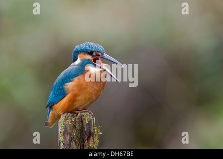 Männlicher Eisvogel (Alcedo Atthis) saß auf Post Bluthusten Pellet Knochen Fluß Swale, Yorkshire Dales, North Yorkshire, UK Stockfoto