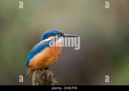 Männlicher Eisvogel (Alcedo Atthis) saß thront auf Post vom Fluss. Fluß Swale, Yorkshire Dales, North Yorkshire, Großbritannien Stockfoto