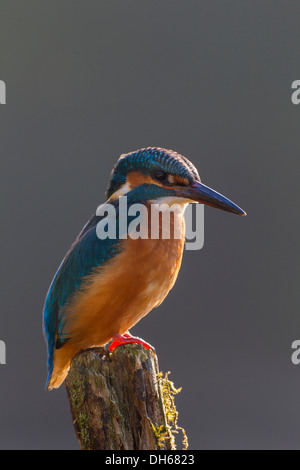 Männlicher Eisvogel (Alcedo Atthis) saß thront auf Post vom Fluss. Fluß Swale, Yorkshire Dales, North Yorkshire, Großbritannien Stockfoto