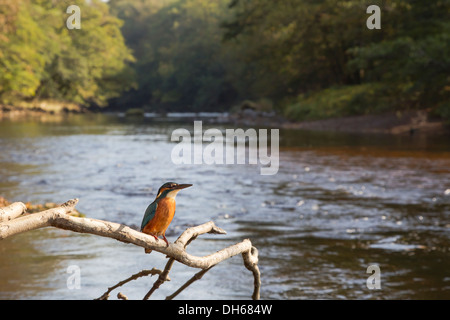 Eisvogel (Alcedo Atthis) saß thront auf überhängenden Zweig Fluss. Fluß Swale, Yorkshire Dales, North Yorkshire, Großbritannien Stockfoto