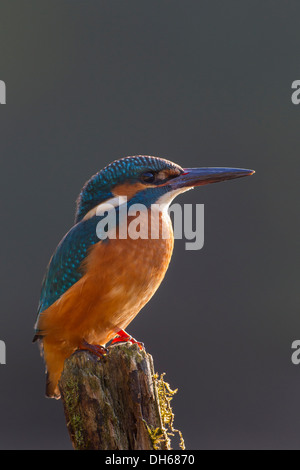 Männlicher Eisvogel (Alcedo Atthis) saß thront auf Post vom Fluss. Fluß Swale, Yorkshire Dales, North Yorkshire, Großbritannien Stockfoto