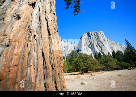 Blick Richtung El Capitan Berg, mit einem der wichtigsten Kletterrouten, die Nase in den Granit-Felswand Stockfoto