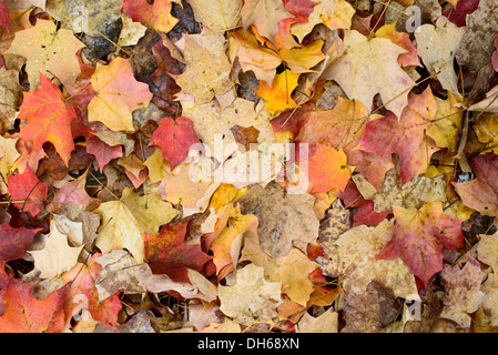 Herbst Ahornblätter Mittlerer Atlantik Vereinigte Staaten // MITTLERER ATLANTIK, Vereinigte Staaten — Eine wunderschöne Darstellung von orange und braunen Ahornblättern, die während der Herbstsaison den Boden im mittleren Atlantik bedecken. Die lebhaften Herbstfarben sind charakteristisch für die Laubwälder in diesem Teil der Vereinigten Staaten. Diese Szene fängt das Wesen des Herbstes mit seinen natürlichen Farbtönen und saisonalen Veränderungen ein. Stockfoto