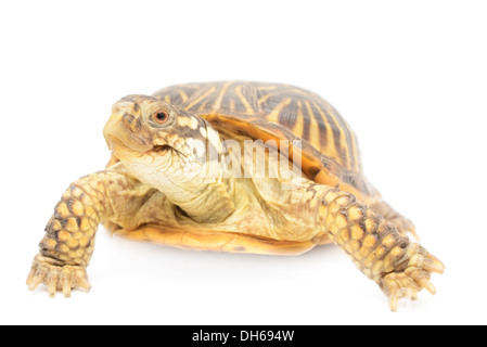 Kasten-Schildkröte vor weißem Hintergrund isoliert. Stockfoto