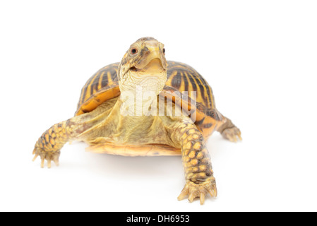 Kasten-Schildkröte vor weißem Hintergrund isoliert. Stockfoto