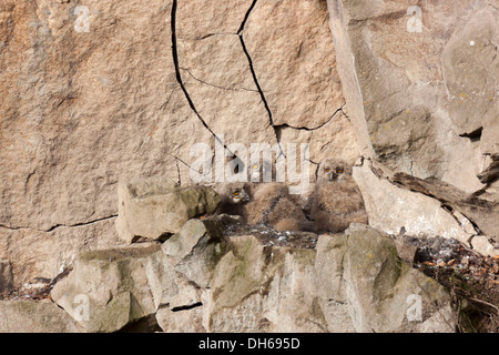 Uhu (Bubo Bubo), Jungvogel im Nest, Rheinland-Pfalz, Deutschland Stockfoto