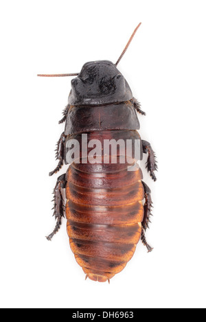 Zischende Kakerlake vor weißem Hintergrund isoliert. Stockfoto