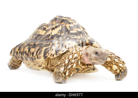 Pantherschildkröte isoliert vor weißem Hintergrund. Stockfoto