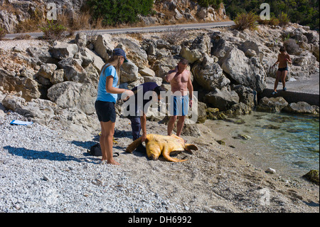 Rettung einer verletzten Unechten Karettschildkröte (Caretta Caretta) auf Jerusalem Beach, in der Nähe von Fiscardo, Kefalonia, Griechenland Stockfoto