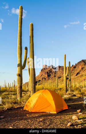 Zelt im Abendlicht mit Saguaro-Kaktus im Hintergrund. Organ Pipe Cactus National Monument, Arizona Stockfoto