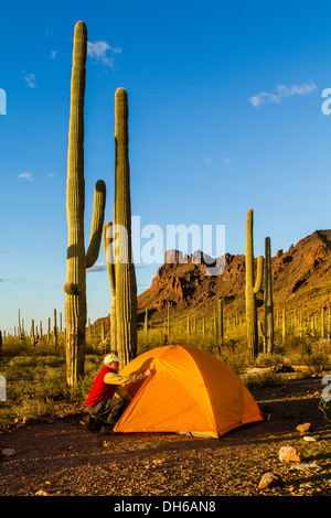 Ein Mann kniet vor einem Zelt im Abendlicht. Saguaro-Kaktus im Hintergrund. Organ Pipe Cactus National Monument, Arizona Stockfoto