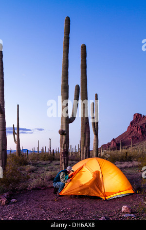 Ein Mann schaut in einem beleuchteten Zelt mit einem Mann nach innen in der Dämmerung. Saguaro Kaktus im Hintergrund. Organ Pipe Cactus National Monument, Arizona. Stockfoto