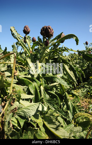 Artischocke (Cynara Cardunculus) wächst in einem mediterranen Bereich. Stockfoto