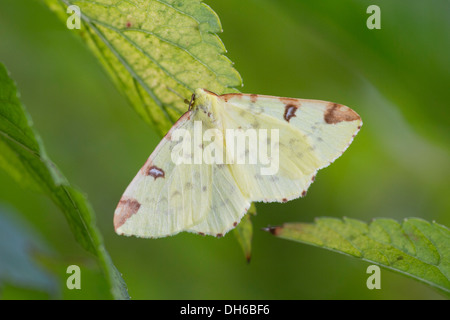 Opisthograptis luteolata Schwefel Motten Stockfoto