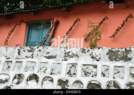 Trockene Blumen an der Wand, Badrinath, Indien Stockfoto