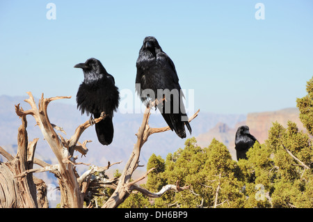 drei große Krähen sitzen auf den Wacholder-Zweig und die Berge weit hinter Stockfoto