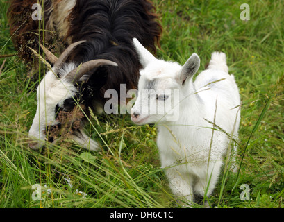 Nanny Goat und weiße Kind auf der Wiese Stockfoto