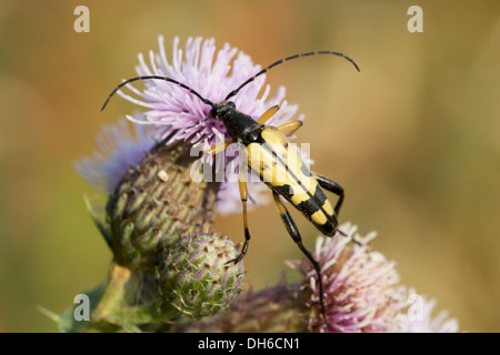 Spotted Longhorn - Rutpela maculata Stockfoto