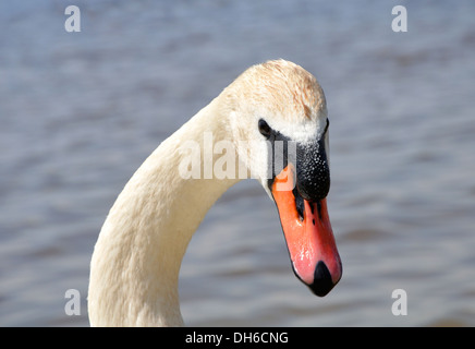 Hals und Kopf der Schwan-Nahaufnahme Stockfoto