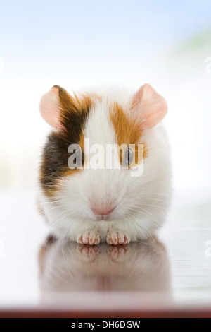 Niedliche Meerschweinchen sitzen und schauen uns Stockfoto