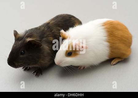 Paar von Meerschweinchen sitzen auf graue Oberfläche Stockfoto