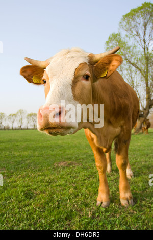 Weitwinkeleinstellung einer neugierigen Kuh auf Wiese Stockfoto