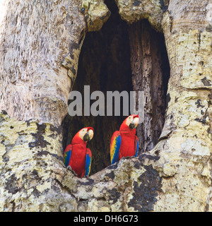 Quadratische Komposition ein gestecktes paar rote Aras in ihrem Nest im Carara Nationalpark, Costa Rica Stockfoto