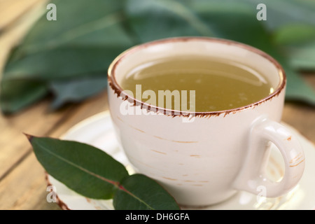 Frisch zubereitete heißen Tee aus Eukalyptus-Blätter im Cup (selektiven Fokus, Fokus auf die vordere Felge und der Griff der Tasse) Stockfoto