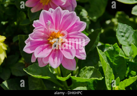 Rosa Dahlie Blüte und Biene im Garten Stockfoto