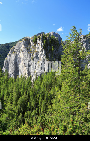 Dolomit-Monolith über Lärchenwald in Laste, Veneto, Italien Stockfoto