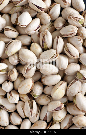 Die Pistazie, Pistacia Vera, ein Mitglied der Cashew-Familie eine beliebte Nuss aus dem Nahen Osten Stockfoto