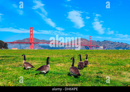 Golden Gate Bridge mit Gänse auf dem Rasen Stockfoto