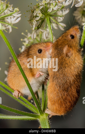 Ernten Sie Mäuse Micromys Minutus - Studio gedreht Stockfoto