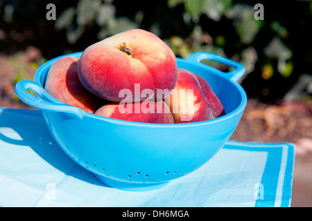 frische Pfirsiche in blau Sieb Stockfoto