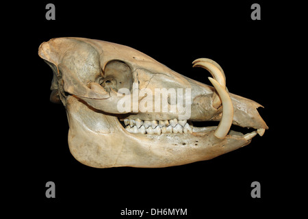 Nord-Sulawesi Hirscheber Schädel männlichen Babyrousa celebensis Stockfoto