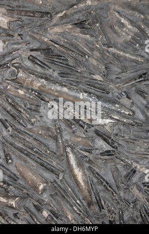 Belemnit Tod Assemblage Jurassic, Saltburn Bay, North Yorkshire Stockfoto