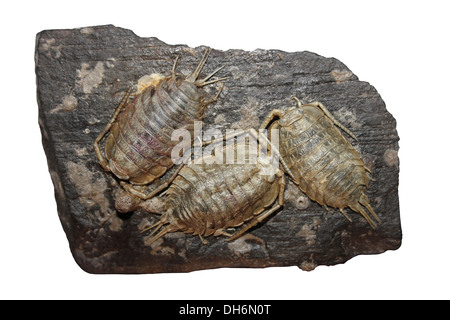 Getrockneten Meer Kellerasseln Ligia Oceanica montiert auf einem Felsen Stockfoto