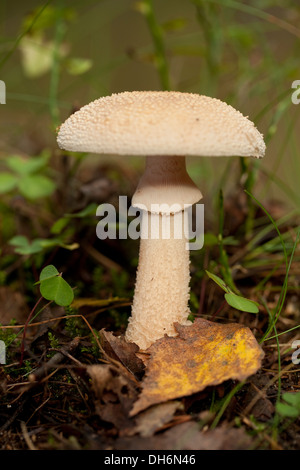 nicht essbare Pilz (Amanita Citrina) im Wald Stockfoto