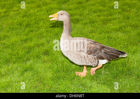 Graugans (Anser Anser) Wandern und Hupen Stockfoto